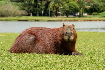 Capybaras in the park