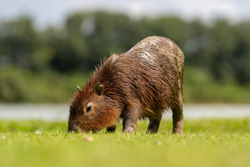 Capybaras in the park