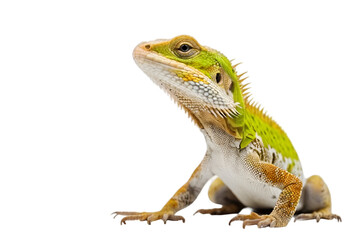 lizard isolated on transparent background, cutout style	
