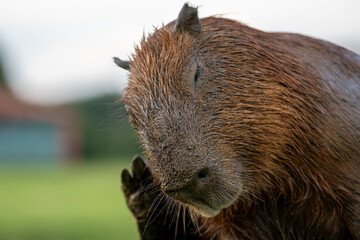 Capibara