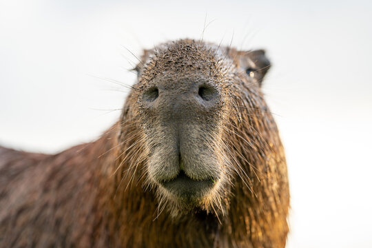 Capibara