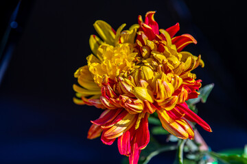 Yellow and red single chrysanthemum flower in a close up, spring concept, flowers festival