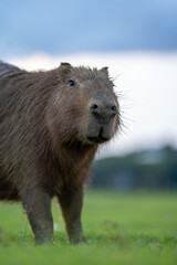 Fototapeta premium Capibara