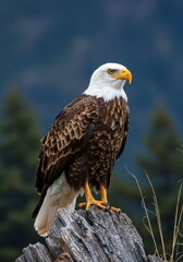 Obraz premium Majestic Bird Perched on Weathered Tree Stump Against Dark Mountainous Background