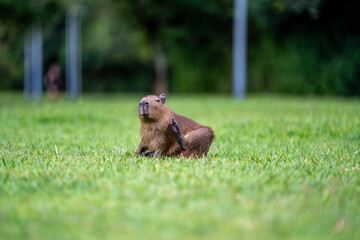 Capybaras in the park