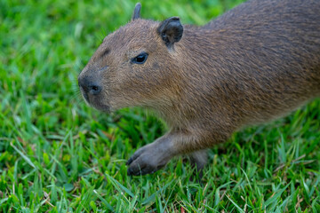 Capybaras in the park