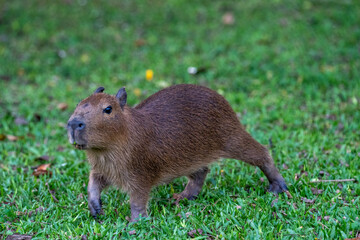 Capybaras in the park