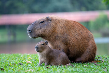 Capybaras in the park