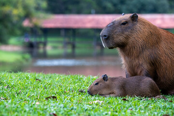 Capybaras in the park