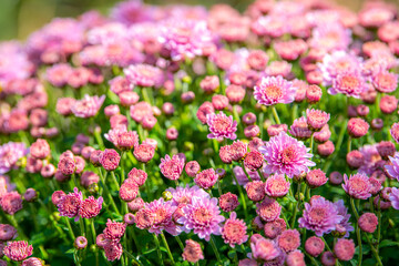 Close up macro background of the multiple pink chrysanthemum flowers, autumn concept