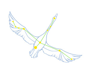 白鳥座のカラーイラスト