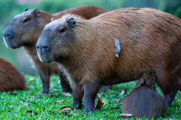 Capybaras in the park