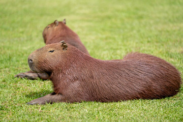 Capybaras in the park