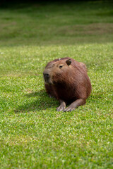 Capybaras in the park