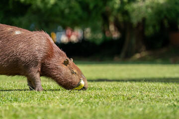 Capybaras in the park