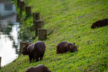 Capybaras in the park