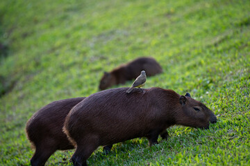 Capybaras in the park