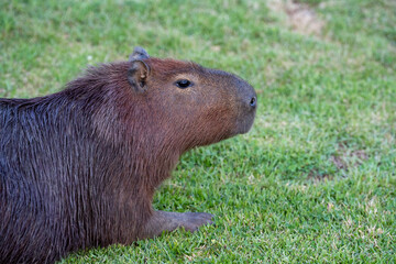 Capybaras in the park