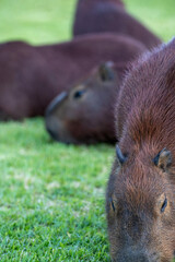 Capybaras in the park