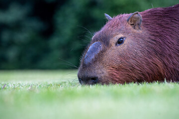 Capybaras in the park