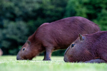 Capybaras in the park