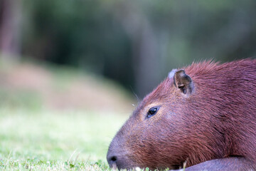 Capybaras in the park