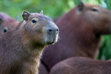 Capybaras in the park