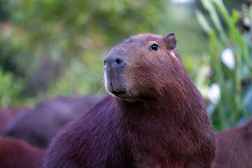 Capybaras in the park