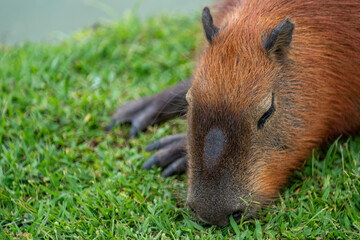Capybaras in the park
