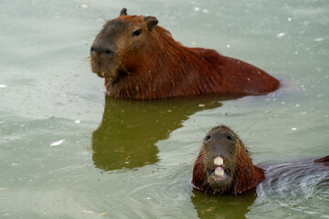 Capybaras in the park