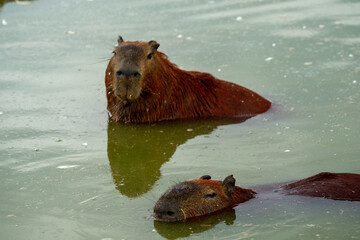 Capybaras in the park