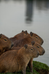 Capybaras in the park