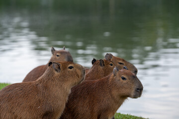 Capybaras in the park