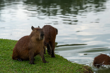 Capybaras in the park
