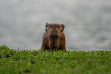 Capybaras in the park