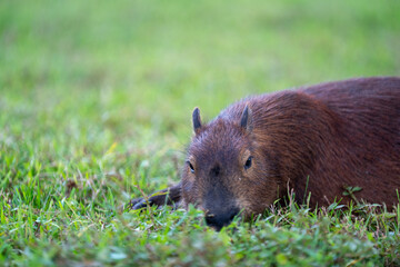 Capybaras in the park