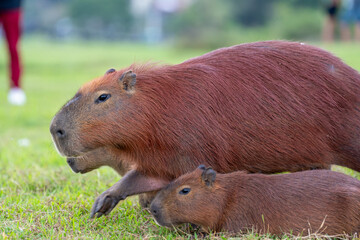 Capybaras in the park