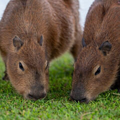 Capybaras in the park