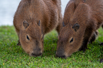 Capybaras in the park