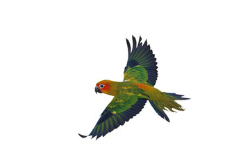 Colorful flying Sun Conure parrot isolated on transparent background png file