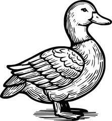 Black and white pen and ink line drawing mallard duck male duck bird standing illustration spot vector art
