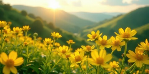 Fototapeta premium Golden Sunlit Meadow Vibrant Yellow Wildflowers Blooming at Sunset in Rolling Hills