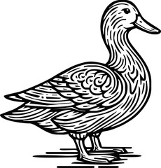 Black and white pen and ink line drawing mallard duck male duck bird standing illustration spot vector art