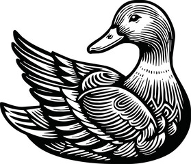 Black and white pen and ink line drawing mallard duck male duck bird standing illustration spot vector art