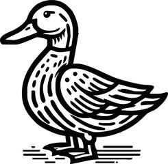 Black and white pen and ink line drawing mallard duck male duck bird standing illustration spot vector art