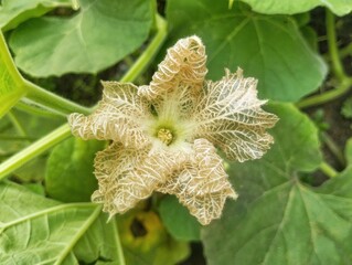 Close up of pumpkins flower in outdoor garden, organic plant
