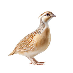 Obraz premium A close up portrait of a beautifully patterned quail showcasing its elegant feathers and serene gaze against a clean white background