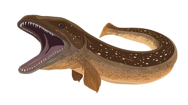 A detailed digital illustration of Dunkleosteus, an extinct placoderm fish from the Devonian period. The illustration shows the fish in a dynamic pose, with its mouth open to reveal sharp bony edges.