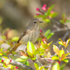 花の蕾とジョウビタキ