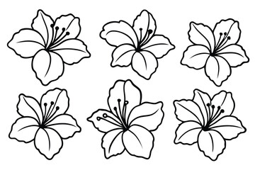 Hibiscus Blossoms Brighten Gardens with Vibrant Colors